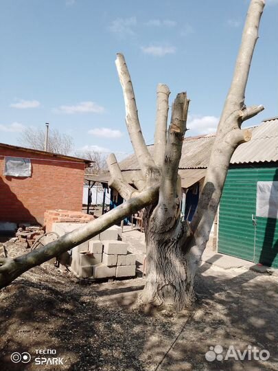 Ствол грецкого ореха