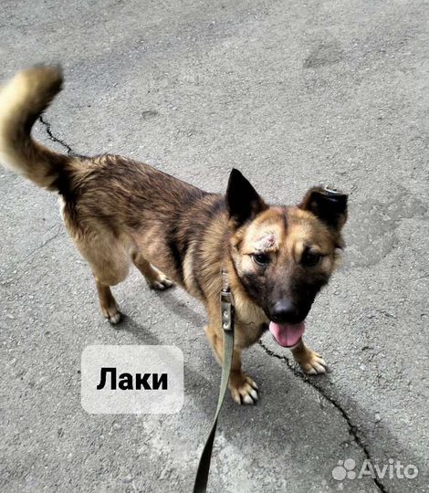 Молодая собака из приюта в дар