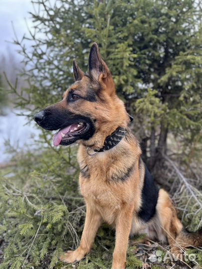 Немецкая овчарка