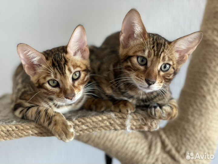 Бенгальская кошка