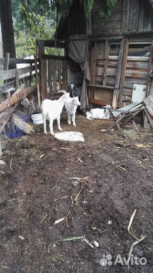 Баян и аккордеон продам