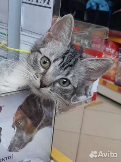 Котенок в добрые руки