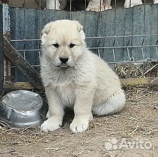 Щенки алабая