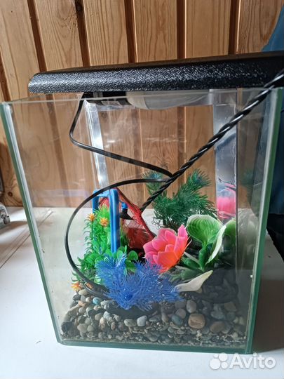 Аквариум