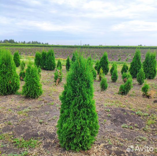 Туя Колумна. Оптом из питомника