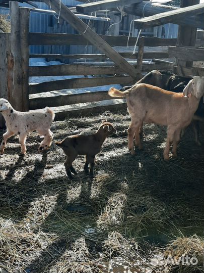 Козлята нубийские с камори