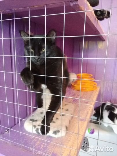 Кошечка Лакки, 3.5 года, из приюта Домик