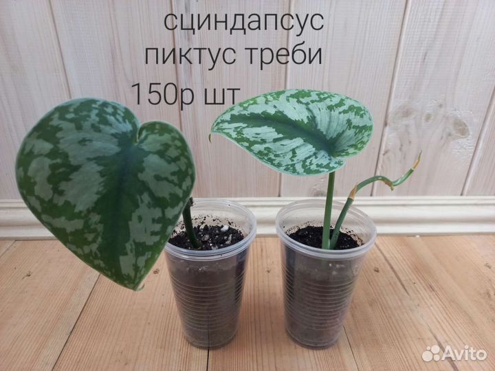 Сциндапсус, эпипремнум, пеперомия