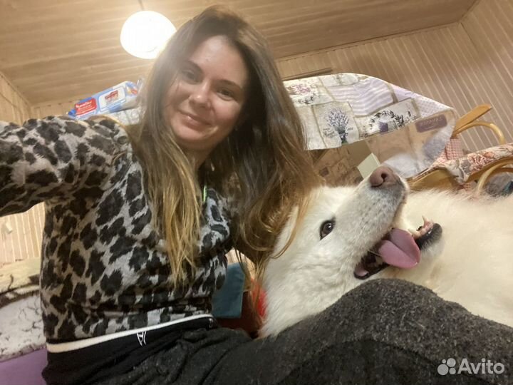 Передержка, выгул собак, кинолог