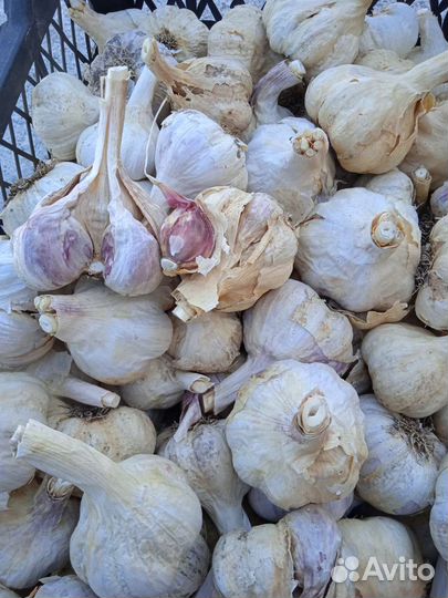 Чеснок домашний
