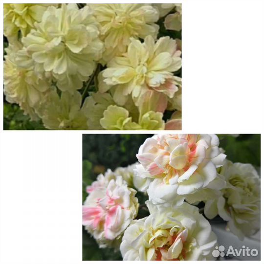 Пеларгония Zambezi