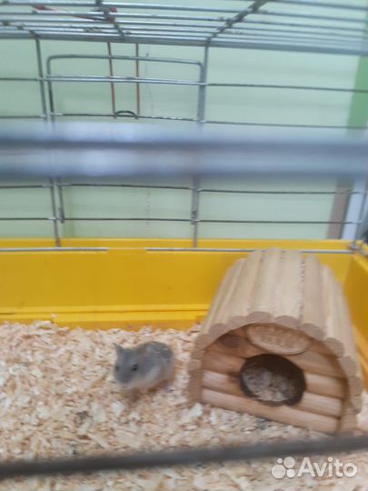 Джунгарский хомяк