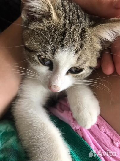 Котëнок девочка
