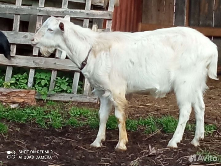 Продам дойных коз, козлят, козла