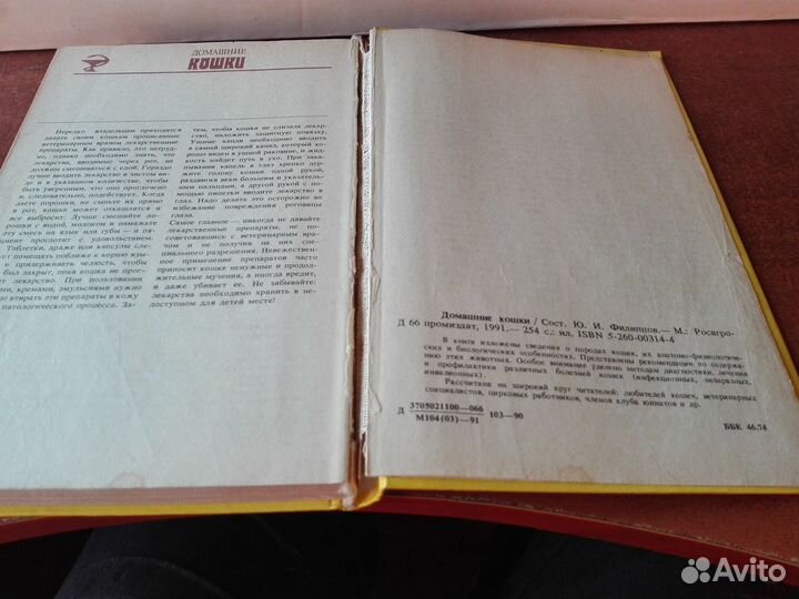 Домашние кошки