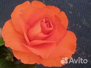 Бальзамины махровые 8 сортов