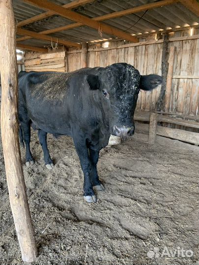 Бык Абердин ангус на племя