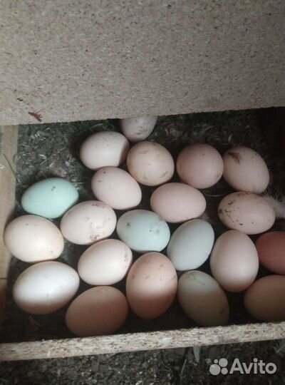 Инкубационное и столовые яйца