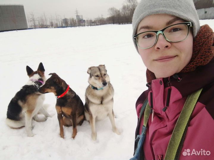 Выгул собак