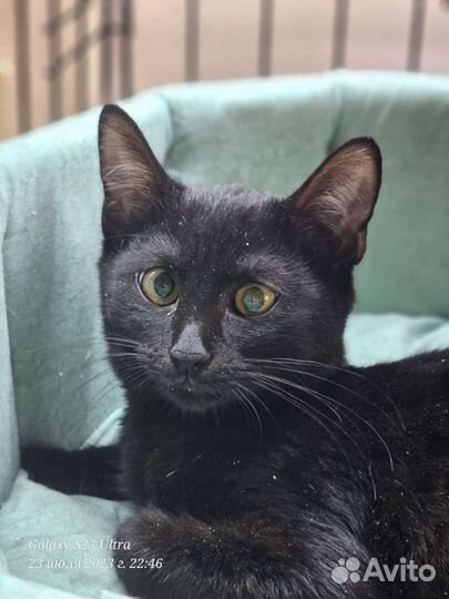 Котята в добрые руки бесплатно