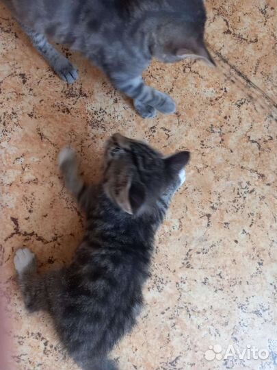 Котик в добрые руки