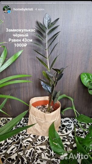 Замиокулькас черный Равен