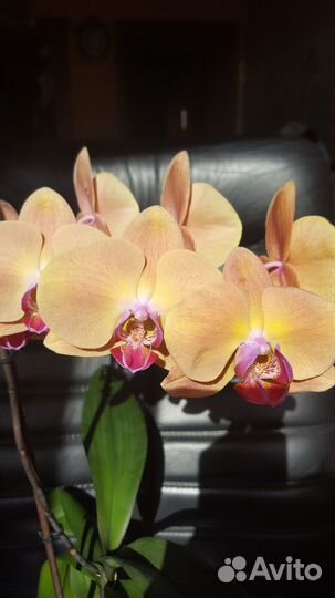 Орхидея фаленопсис Добавляю