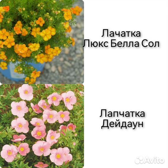 Саженцы многолетних цветов