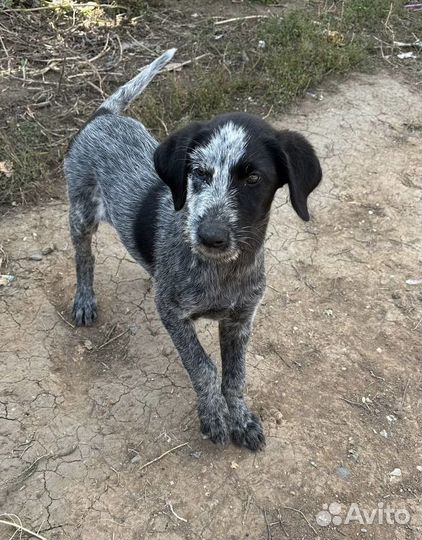 Щенки курцхаара