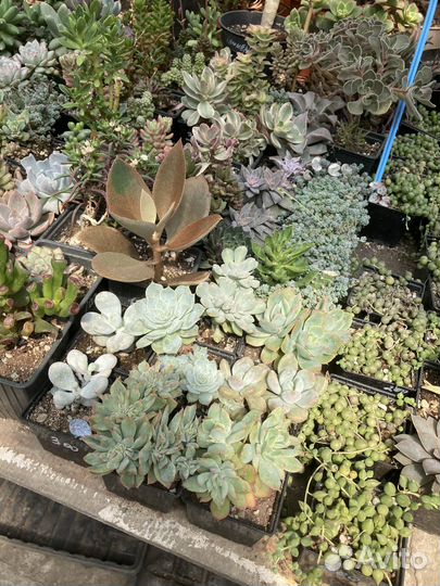 Эхеверия, разные сорта из питомника растений