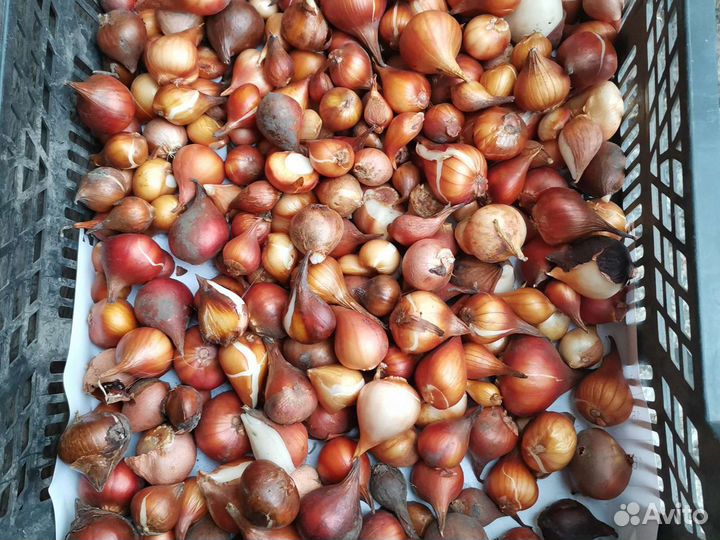 Луковицы тюльпанов