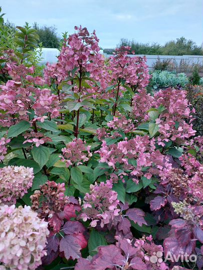 Метельчатые гортензии Самарская Лидия