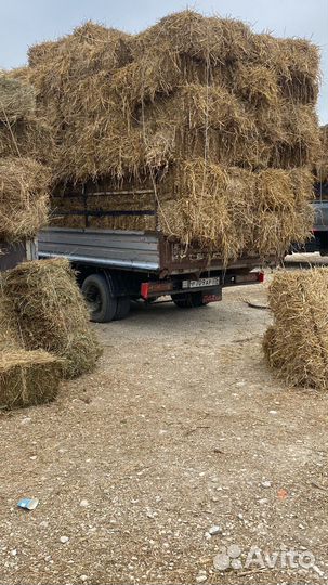 Солома в тюках рисовая