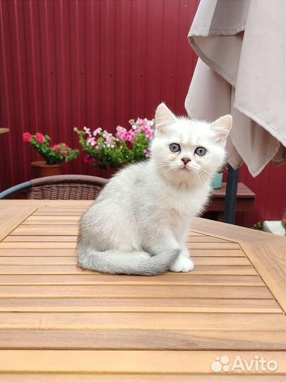 Серебристые и золотые шиншиллята