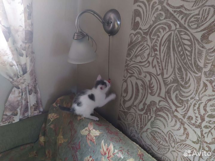Котенок