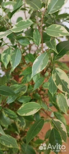 Роскошный Фикус бенджамина 100 см