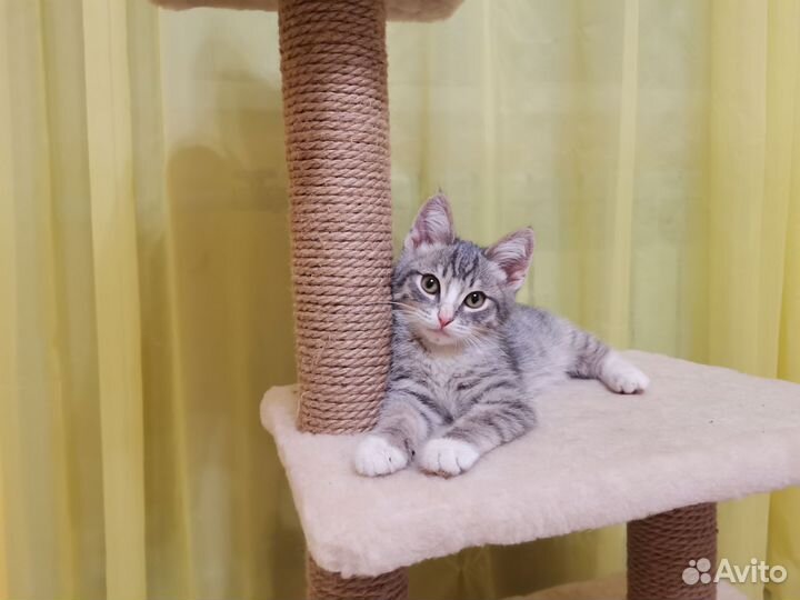 Передержка кошек