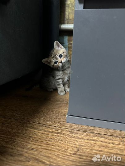 Британские котята