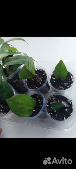 Замиокулькас