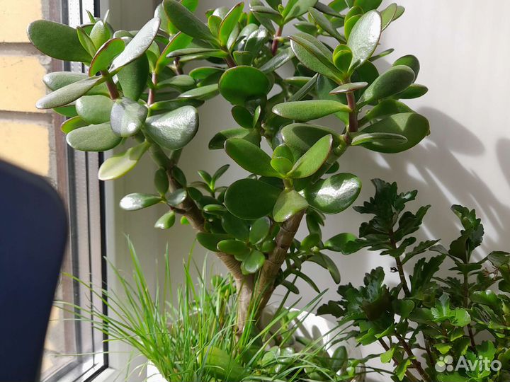 Толстянка денежное дерево