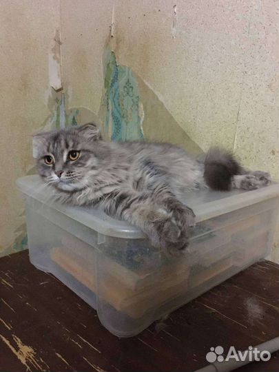 Кошки котята ищут дом