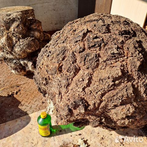 Сувель березовый(кап) купить в Москве с доставкой | Хобби и отдых | Авито