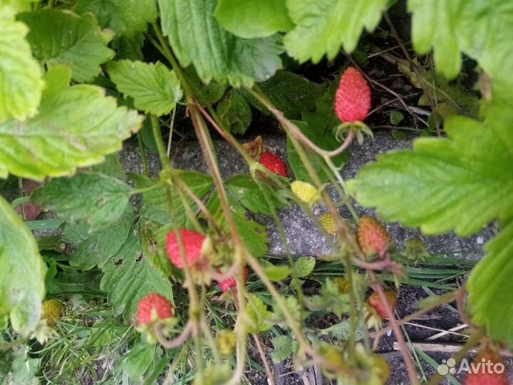 Земляника ремонтантная альпийская