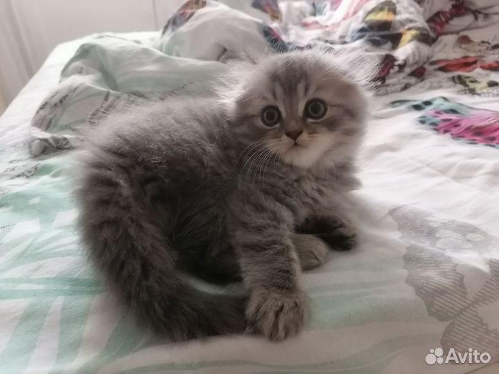 Шотландская вислоухая