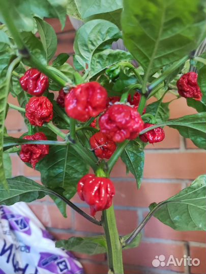 Семена Острый перец Каролина рипер красный