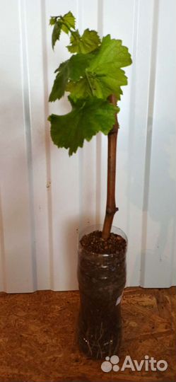 Саженцы винограда столовых сортов