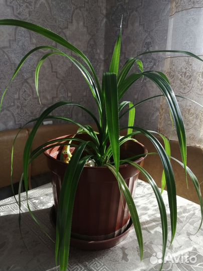 Пальма-Панданус