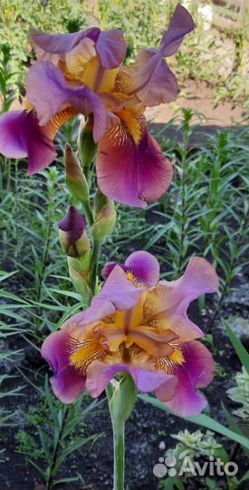Ирисы бородатые