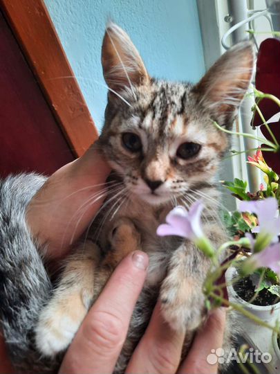 Котята мейн-кун