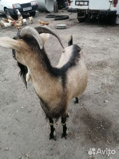 Коза дойная